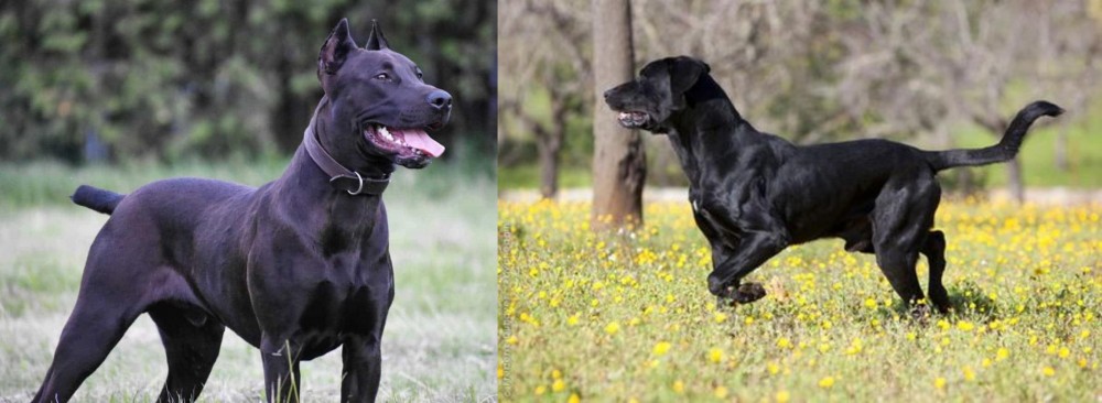 Perro de Pastor Mallorquin vs Canis Panther - Breed Comparison