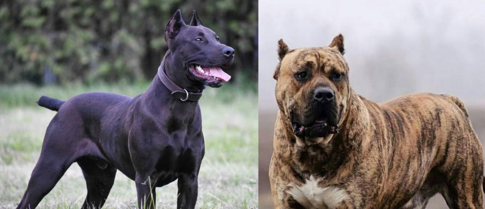 Perro de Presa Canario vs Canis Panther - Breed Comparison