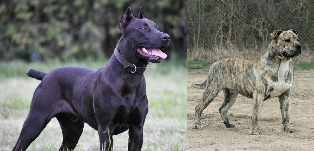 Perro de Presa Mallorquin vs Canis Panther - Breed Comparison