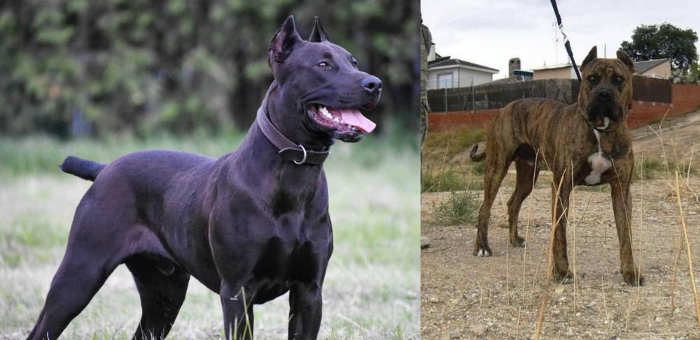 Perro de Toro vs Canis Panther - Breed Comparison