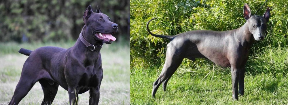 Peruvian Hairless vs Canis Panther - Breed Comparison