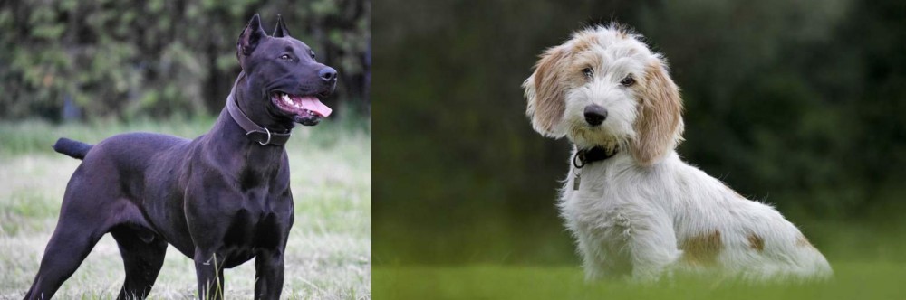 Petit Basset Griffon Vendeen vs Canis Panther - Breed Comparison