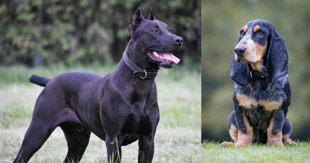 Petit Bleu de Gascogne vs Canis Panther - Breed Comparison