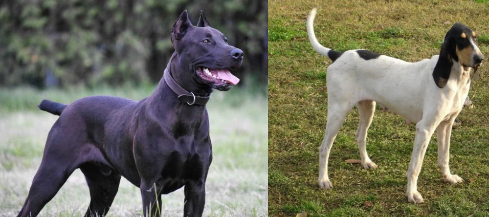 Petit Gascon Saintongeois vs Canis Panther - Breed Comparison