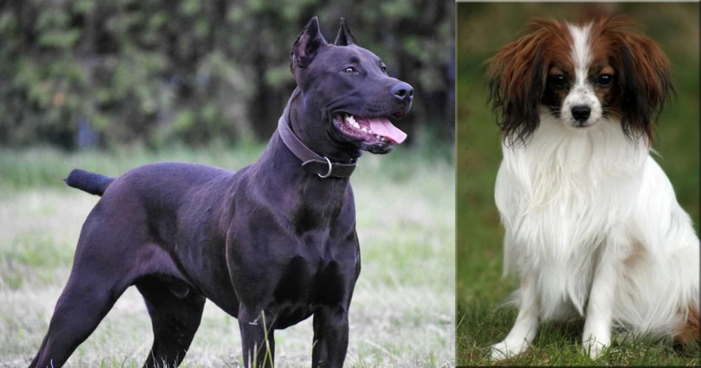 Phalene vs Canis Panther - Breed Comparison