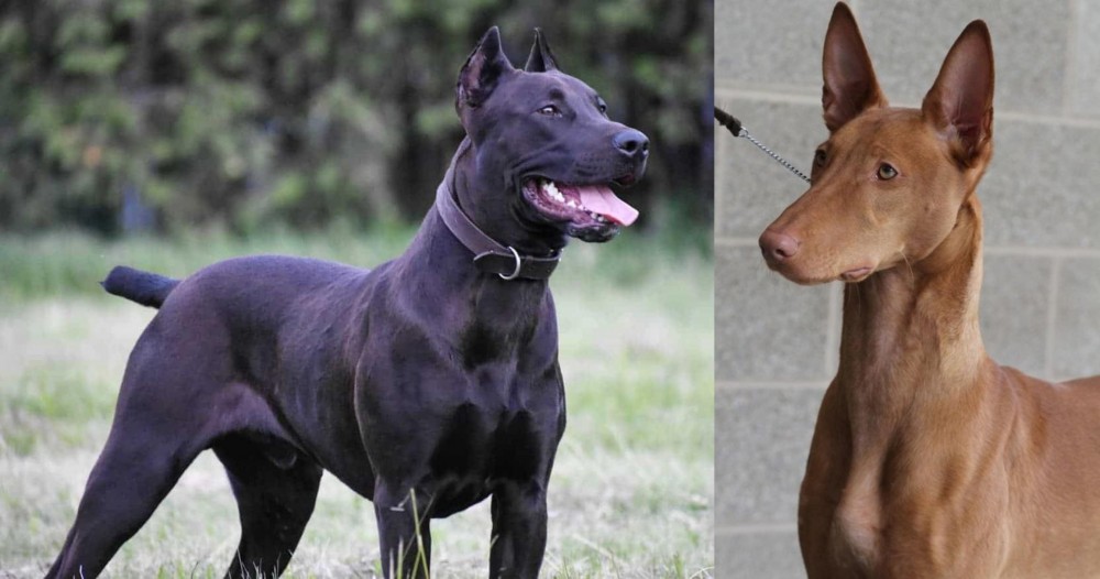 Pharaoh Hound vs Canis Panther - Breed Comparison