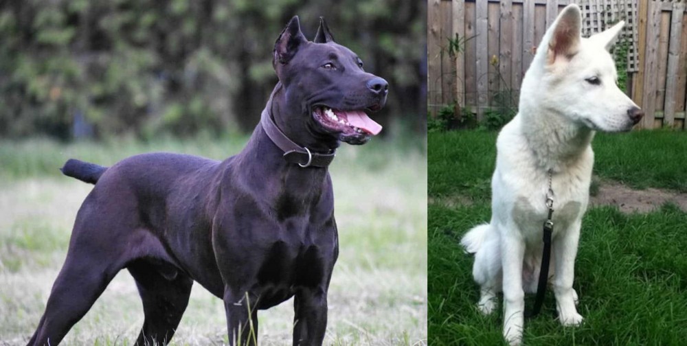 Phung San vs Canis Panther - Breed Comparison