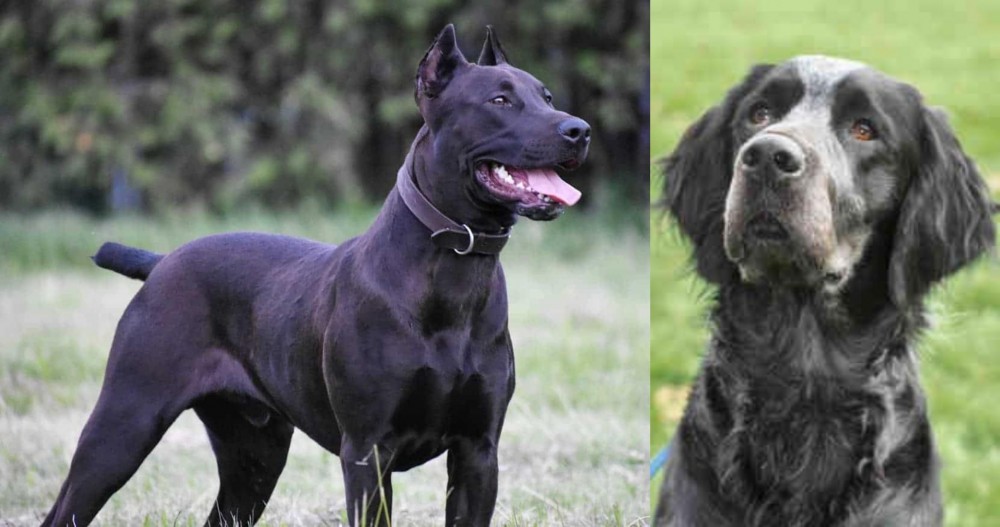Picardy Spaniel vs Canis Panther - Breed Comparison