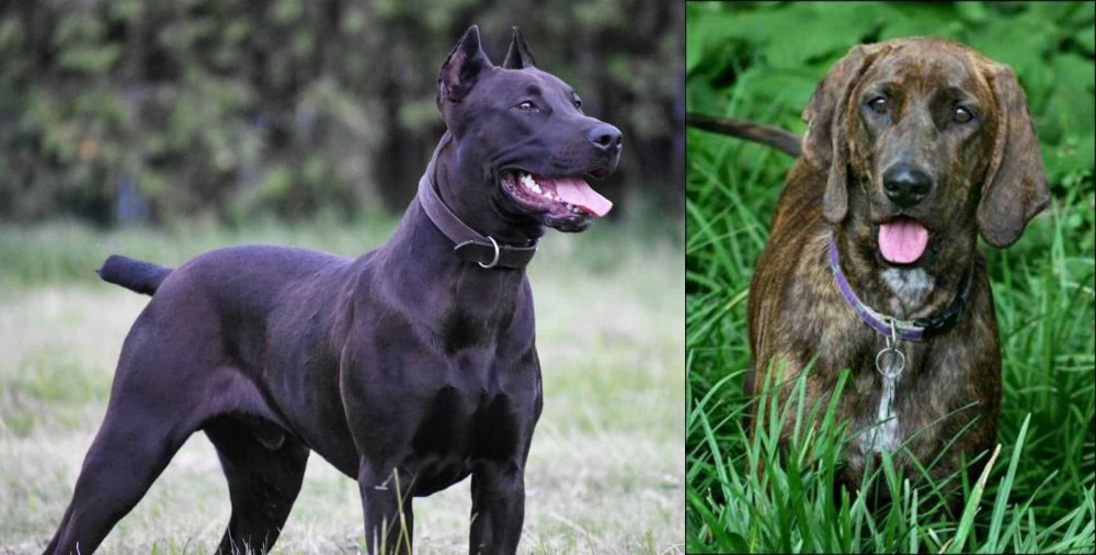 Plott Hound vs Canis Panther - Breed Comparison