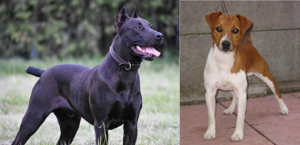 Plummer Terrier vs Canis Panther - Breed Comparison