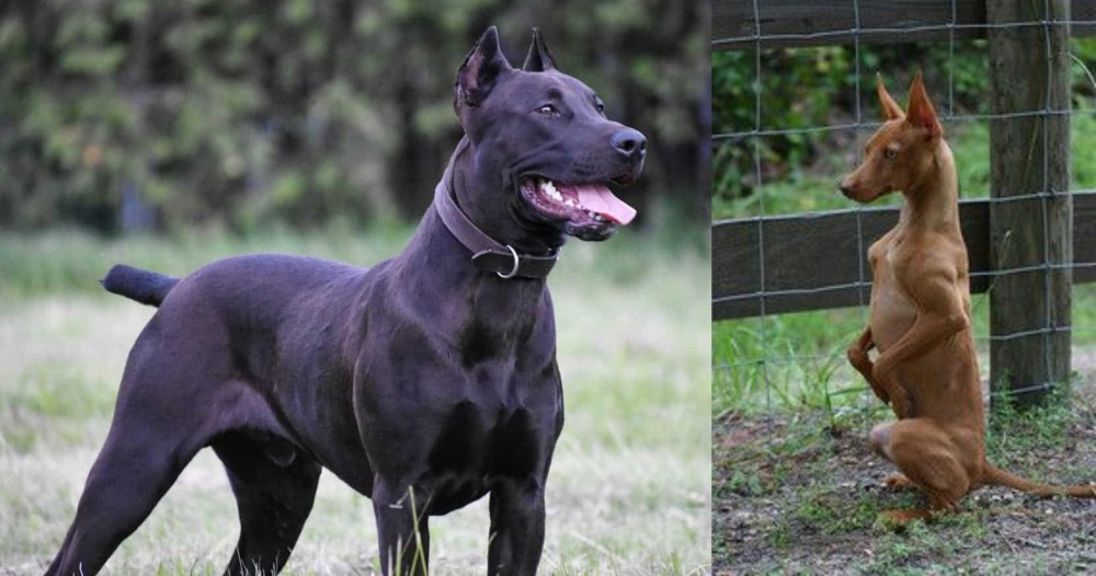 Podenco Andaluz vs Canis Panther - Breed Comparison