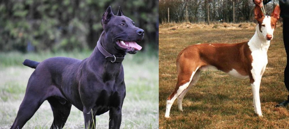 Podenco Canario vs Canis Panther - Breed Comparison