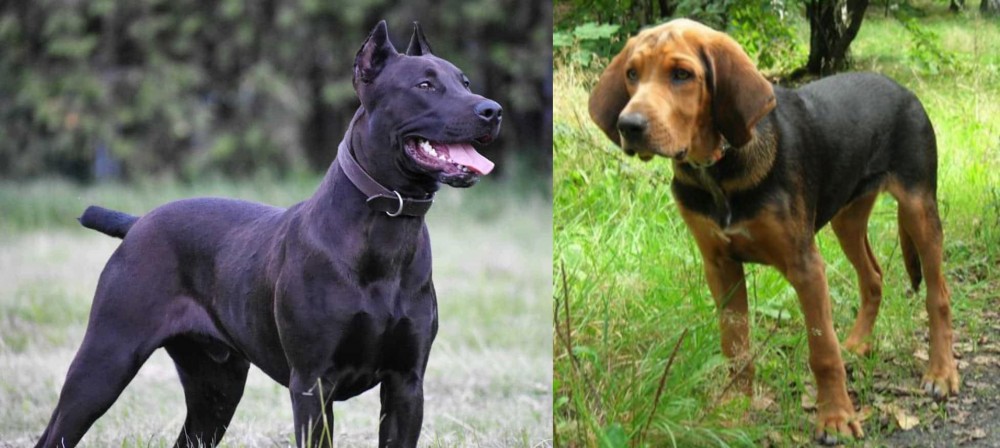 Polish Hound vs Canis Panther - Breed Comparison