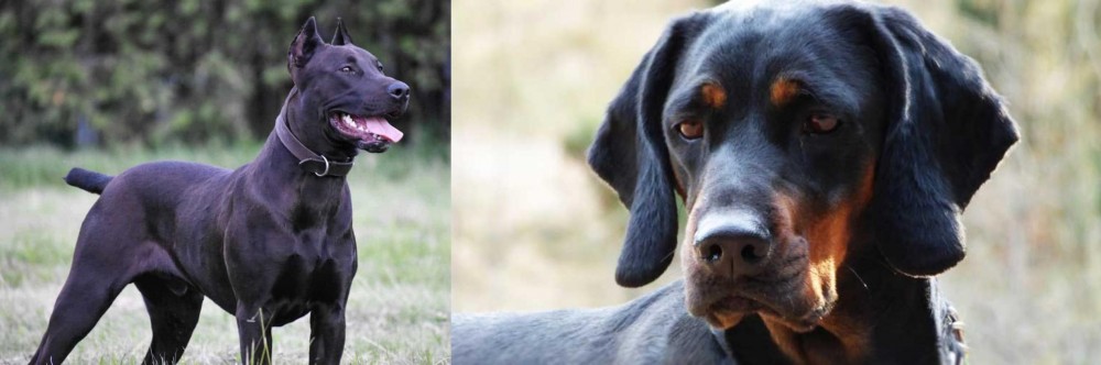 Polish Hunting Dog vs Canis Panther - Breed Comparison