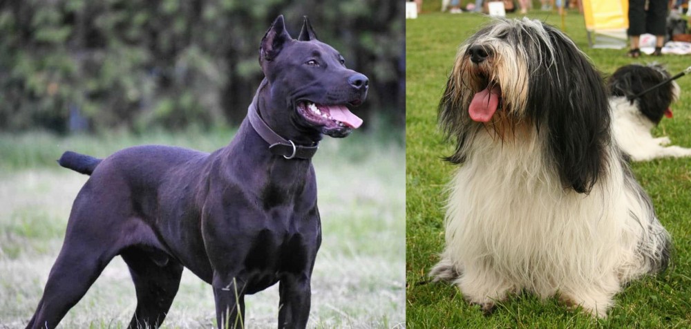 Polish Lowland Sheepdog vs Canis Panther - Breed Comparison