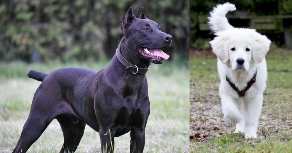 Polish Tatra Sheepdog vs Canis Panther - Breed Comparison
