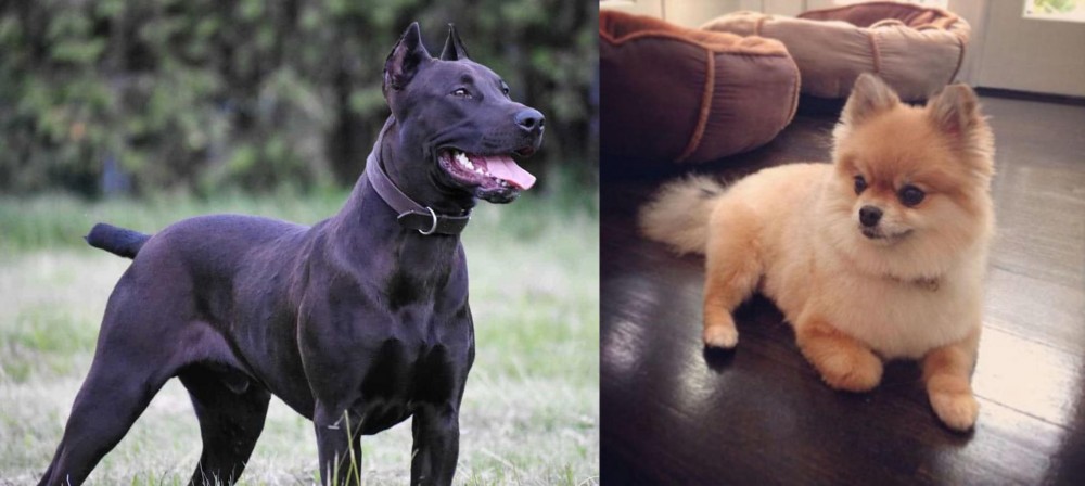 Pomeranian vs Canis Panther - Breed Comparison