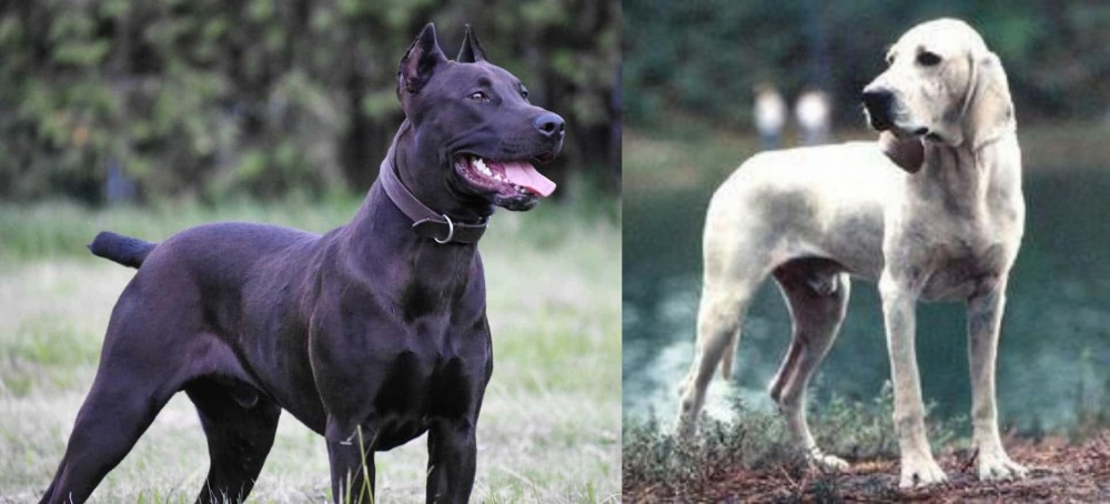 Porcelaine vs Canis Panther - Breed Comparison