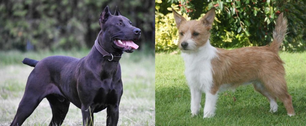 Portuguese Podengo vs Canis Panther - Breed Comparison