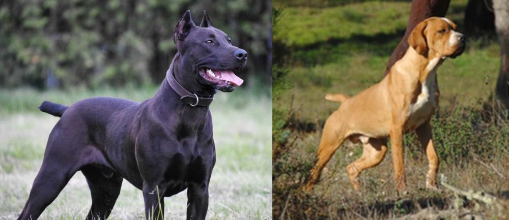 Portuguese Pointer vs Canis Panther - Breed Comparison
