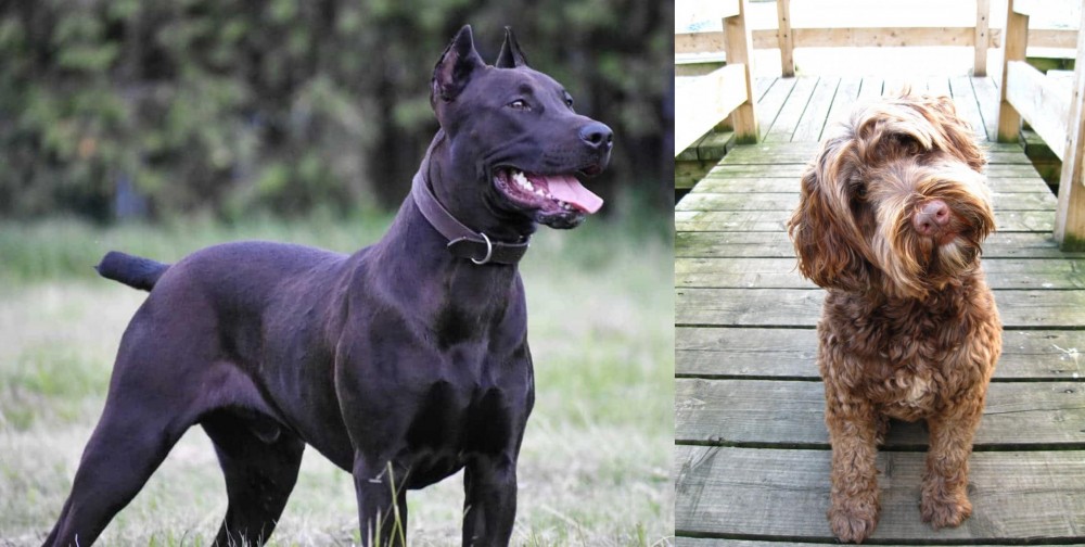 Portuguese Water Dog vs Canis Panther - Breed Comparison