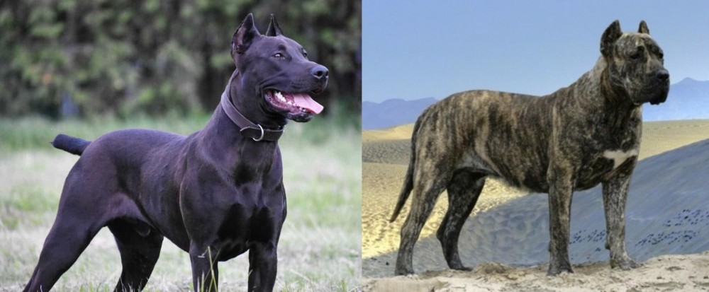 Presa Canario vs Canis Panther - Breed Comparison