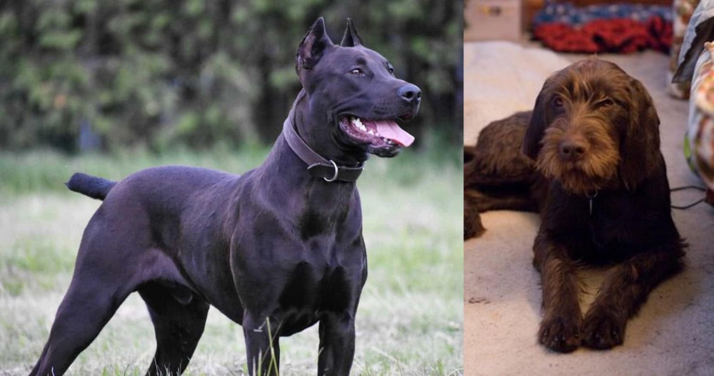Pudelpointer vs Canis Panther - Breed Comparison