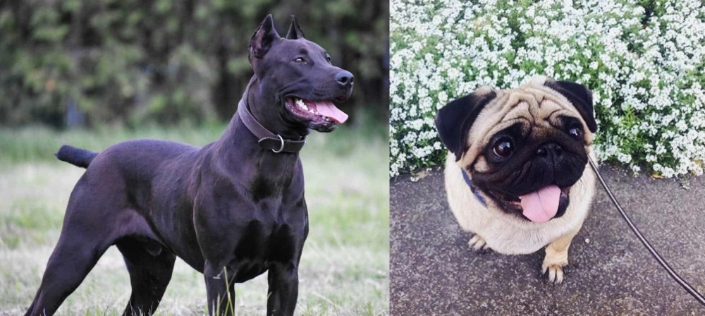 Pug vs Canis Panther - Breed Comparison