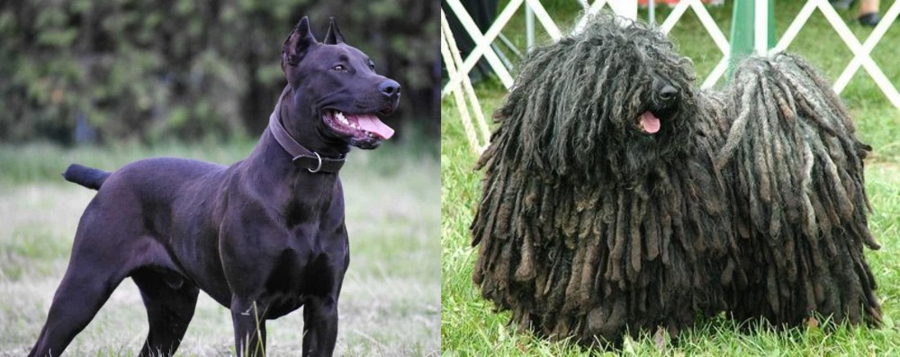 Puli vs Canis Panther - Breed Comparison