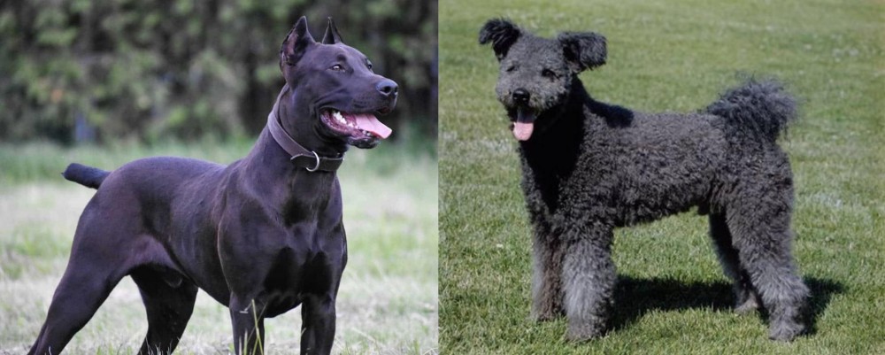 Pumi vs Canis Panther - Breed Comparison