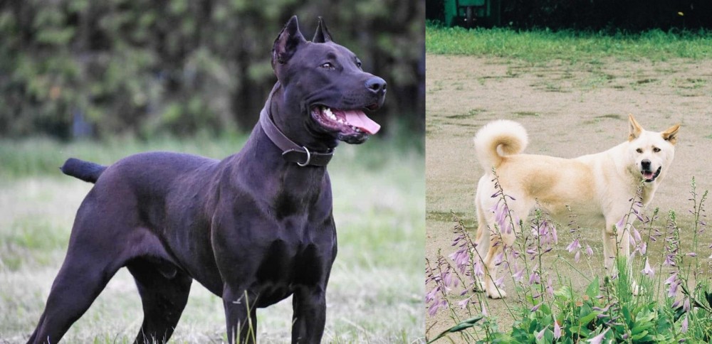 Pungsan Dog vs Canis Panther - Breed Comparison