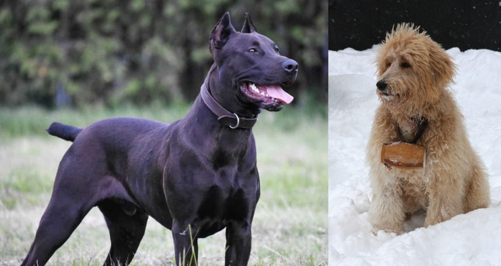 Pyredoodle vs Canis Panther - Breed Comparison