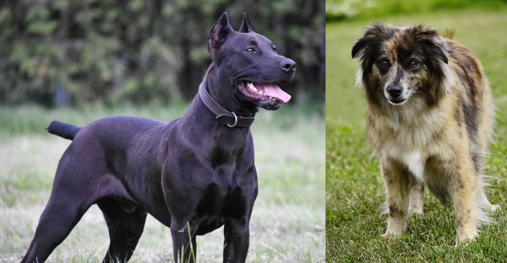 Pyrenean Shepherd vs Canis Panther - Breed Comparison