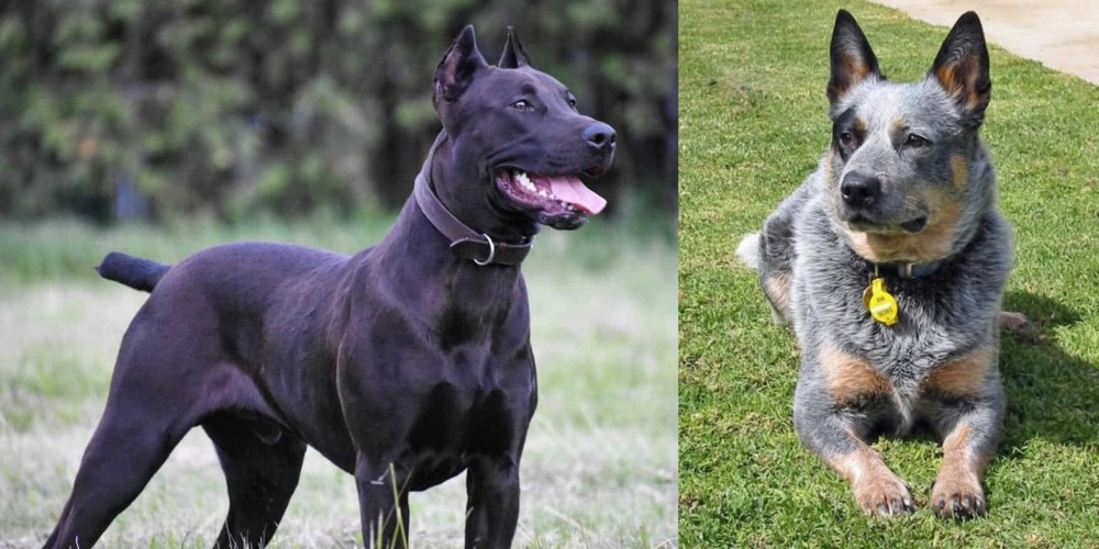 Queensland Heeler vs Canis Panther - Breed Comparison