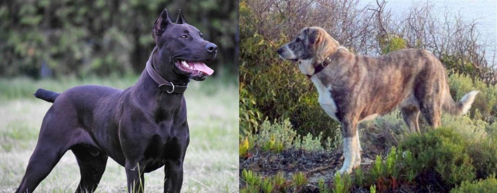 Rafeiro do Alentejo vs Canis Panther - Breed Comparison