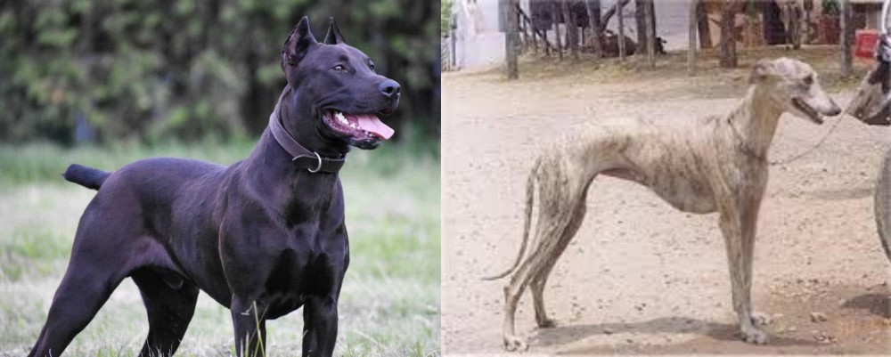 Rampur Greyhound vs Canis Panther - Breed Comparison