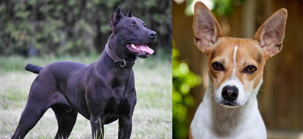 Rat Terrier vs Canis Panther - Breed Comparison