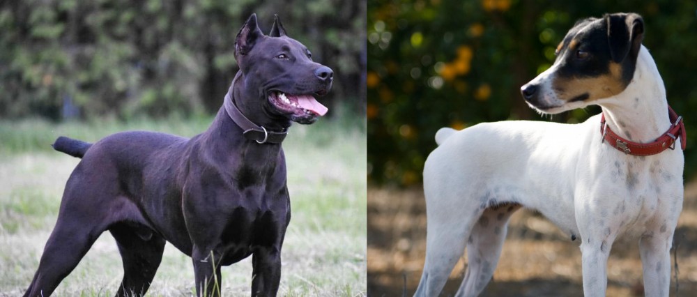Ratonero Bodeguero Andaluz vs Canis Panther - Breed Comparison