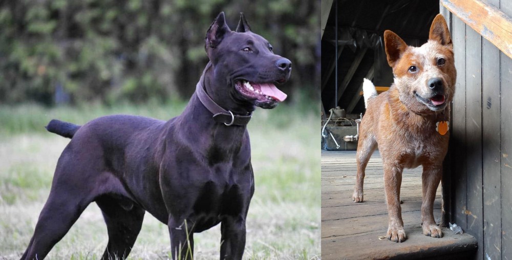 Red Heeler vs Canis Panther - Breed Comparison