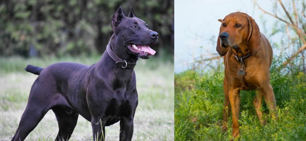 Redbone Coonhound vs Canis Panther - Breed Comparison