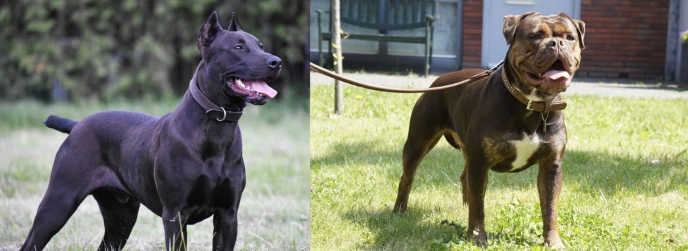 Renascence Bulldogge vs Canis Panther - Breed Comparison