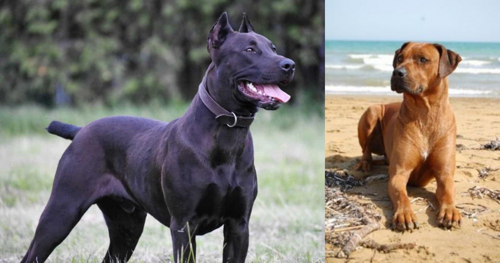 Rhodesian Ridgeback vs Canis Panther - Breed Comparison