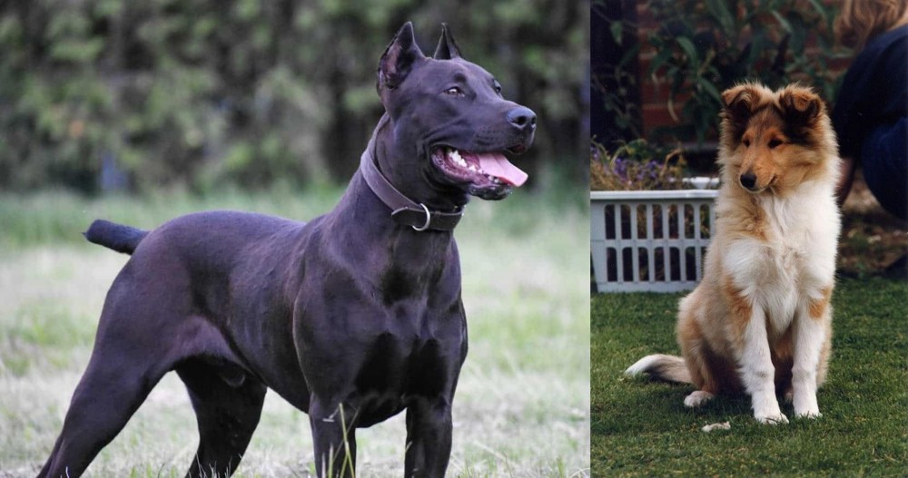 Rough Collie vs Canis Panther - Breed Comparison