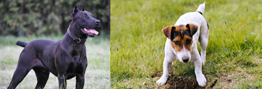 Russell Terrier vs Canis Panther - Breed Comparison