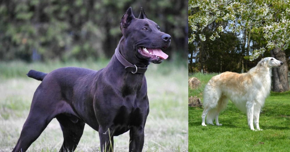 Russian Hound vs Canis Panther - Breed Comparison