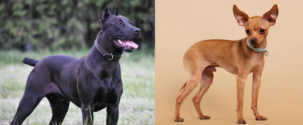 Russian Toy Terrier vs Canis Panther - Breed Comparison