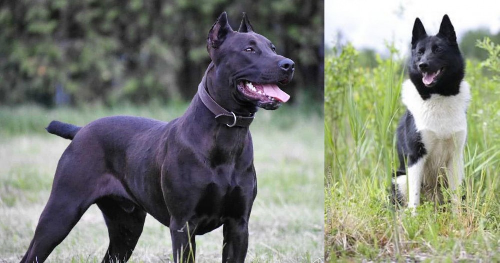 Russo-European Laika vs Canis Panther - Breed Comparison