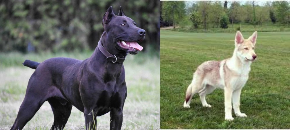 Saarlooswolfhond vs Canis Panther - Breed Comparison