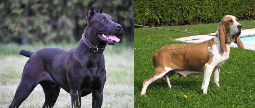 Sabueso Espanol vs Canis Panther - Breed Comparison