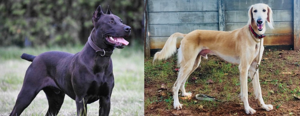 Saluki vs Canis Panther - Breed Comparison